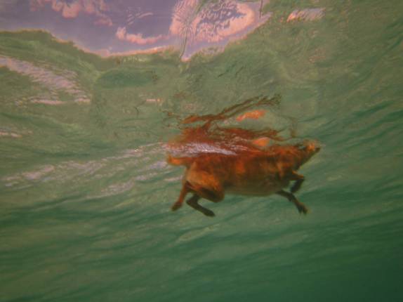 O Chimi nada para terra firme na grande barreira de corais de Belize